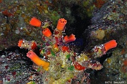Tubastrea-sp Corail arbuste-Safaga Middle reef-8m-20171124-Denis-ADER-DSC_3884_tn